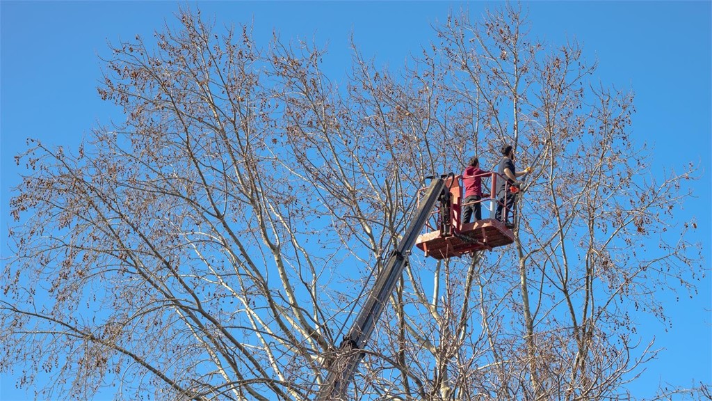 Los mejores trabajos de poda de árboles en altura en Ponteareas y alrededores