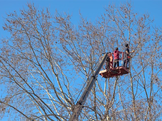 Los mejores trabajos de poda de árboles en altura en Ponteareas y alrededores